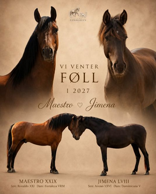 Hovedbilde Føll ventes 2027 (Jimena & Maestro)