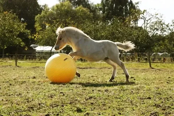 Hovedbilde Play Ball Maximus Power